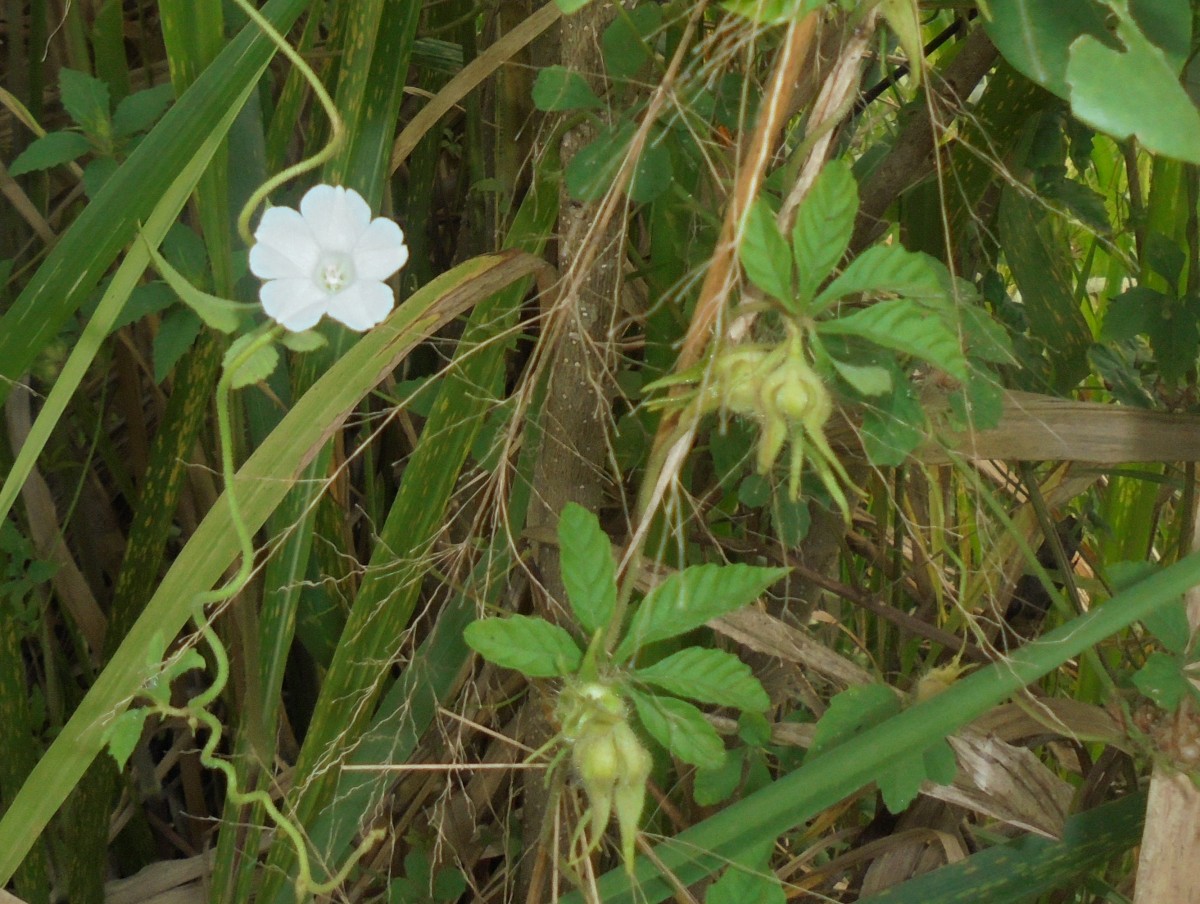 Distimake cissoides (Lam.) A.R.Simões & Staples